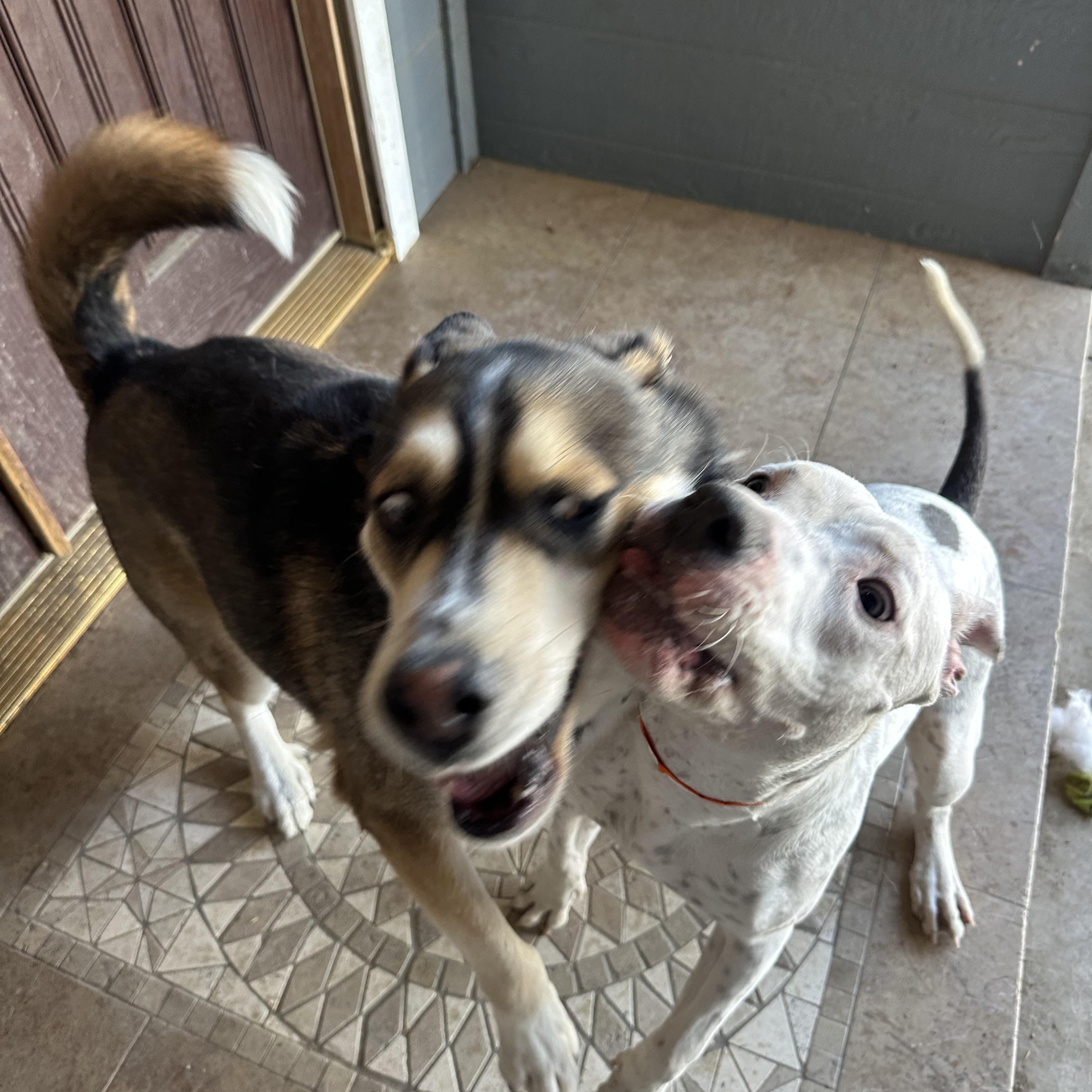 Enlarge McFlurry, a ADOPTABLE mixed breed in West Hills, CA image 4/5