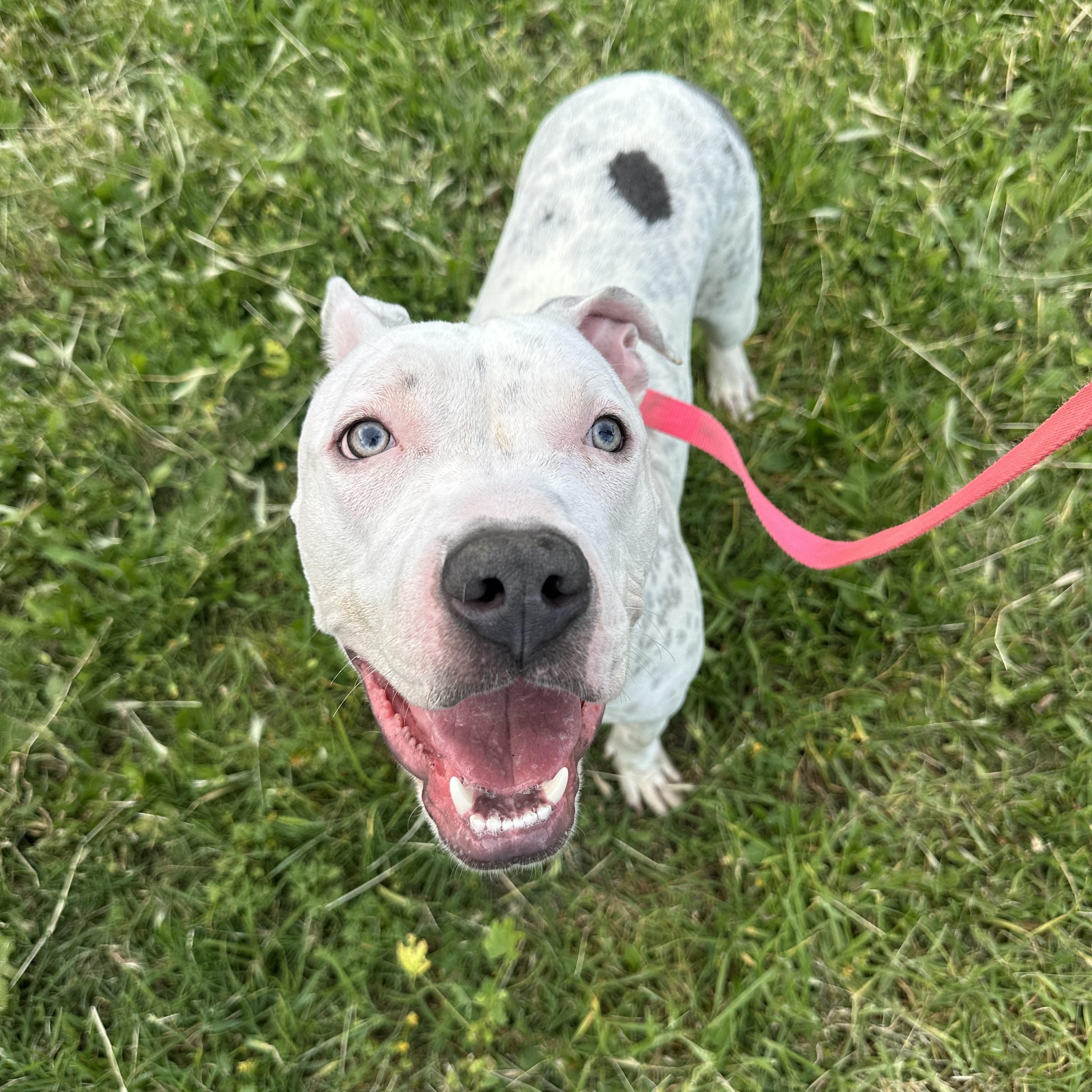 Enlarge McFlurry, a ADOPTABLE mixed breed in West Hills, CA image 5/5