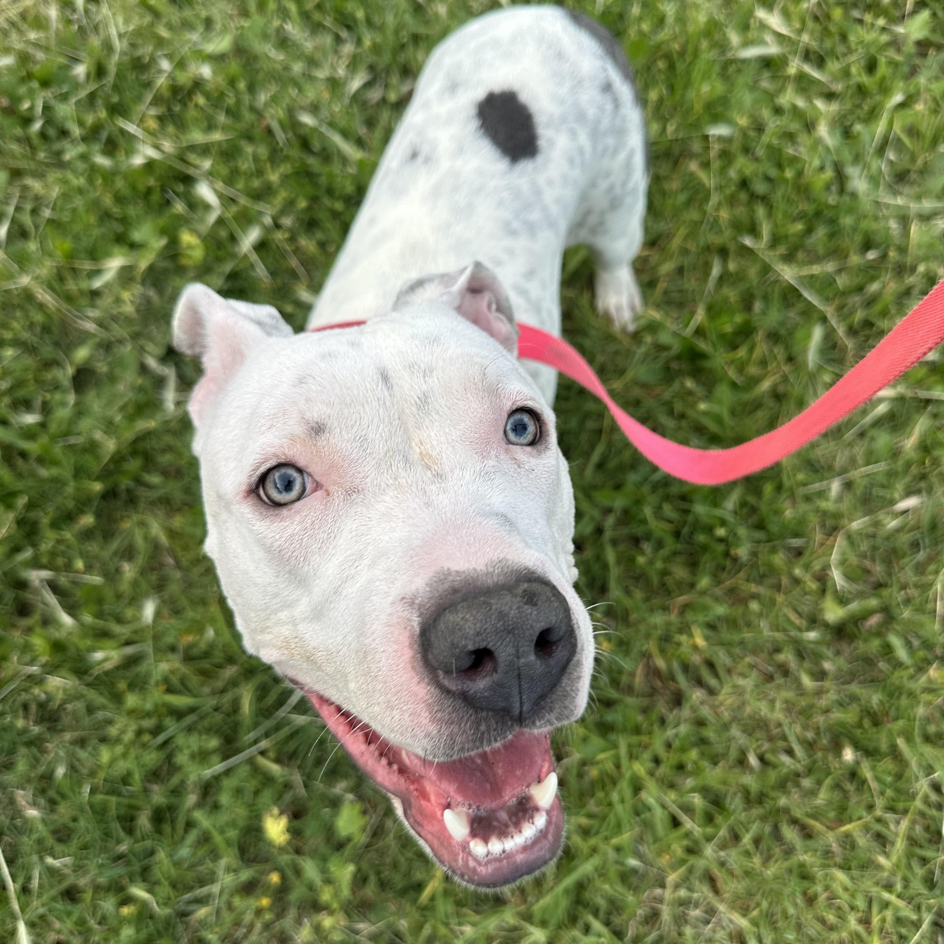 Enlarge McFlurry, a ADOPTABLE mixed breed in West Hills, CA image 3/5