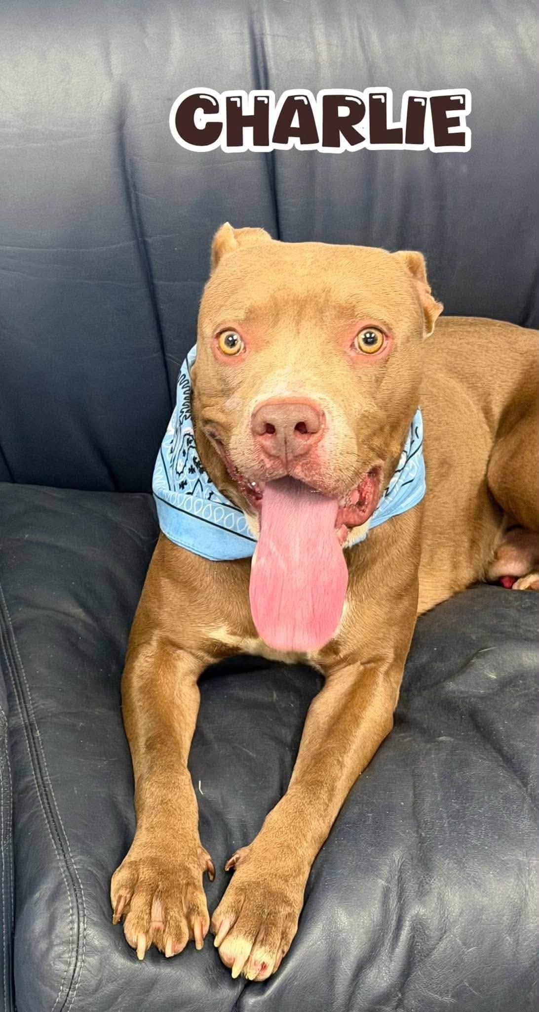 Charlie, Adoptable, Young Male Mixed Breed.