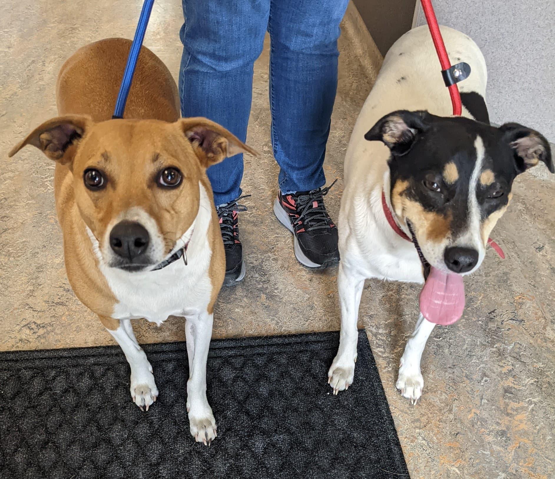 CINNAMON & PEPPER, ADOPTABLE, Adult Female Rat Terrier & Cattle Dog.