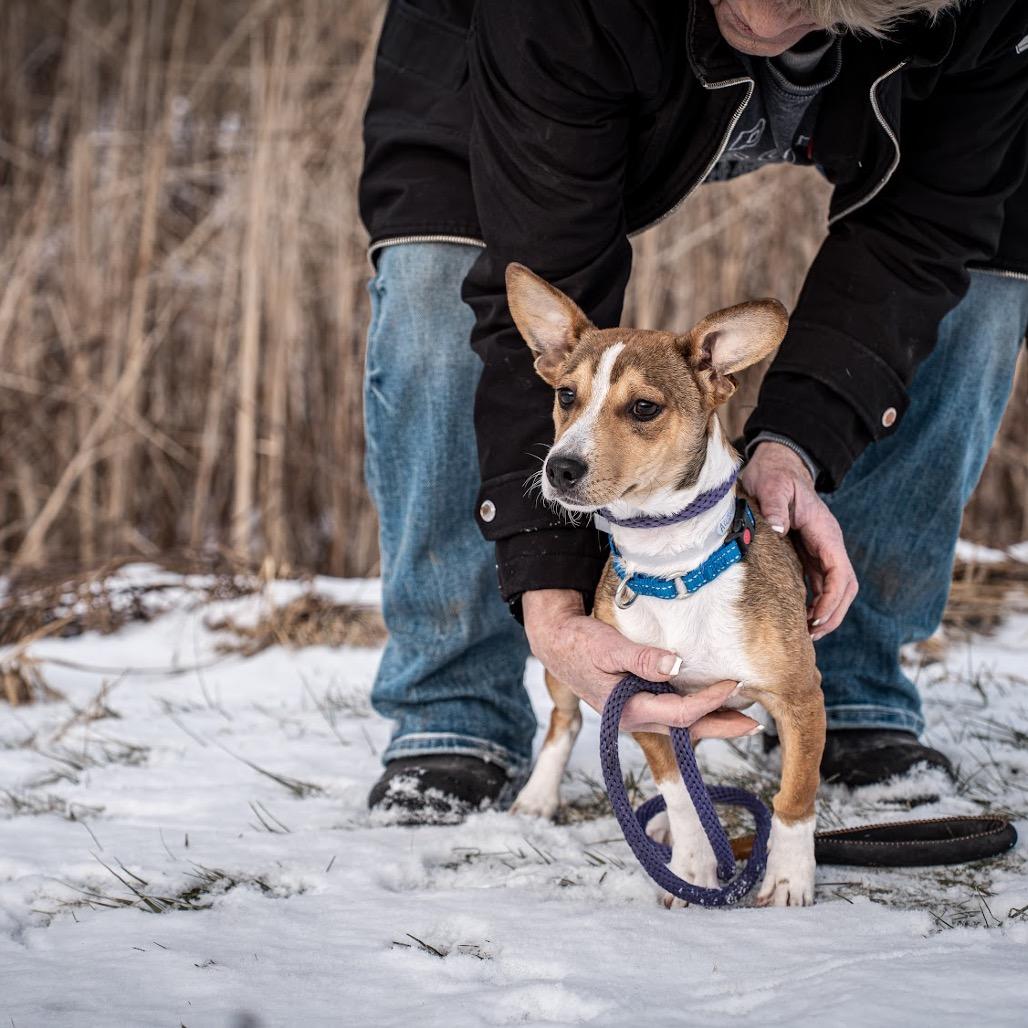 Enlarge Edgar, a Adoptable mixed breed in Tomah, WI image 1/2