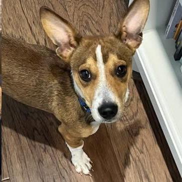 Enlarge Edgar, a Adoptable mixed breed in Tomah, WI image 2/2