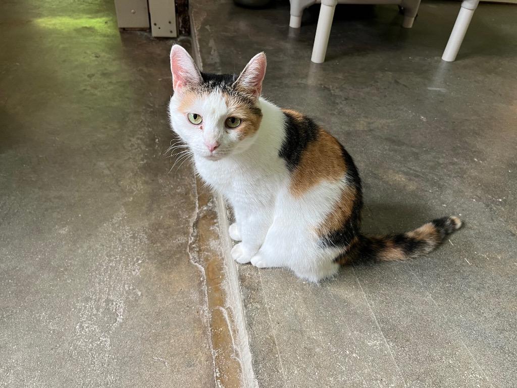 Enlarge Mochi 2, a Adoptable mixed breed in Pittsboro, NC image 1/3