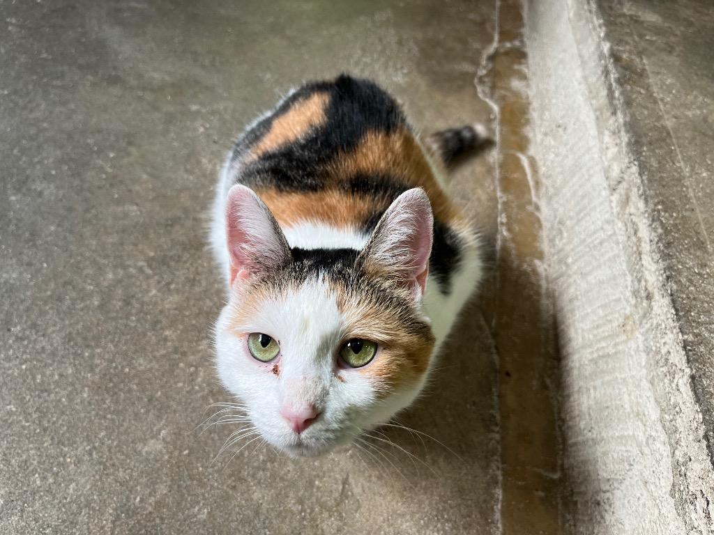 Enlarge Mochi 2, a Adoptable mixed breed in Pittsboro, NC image 2/3