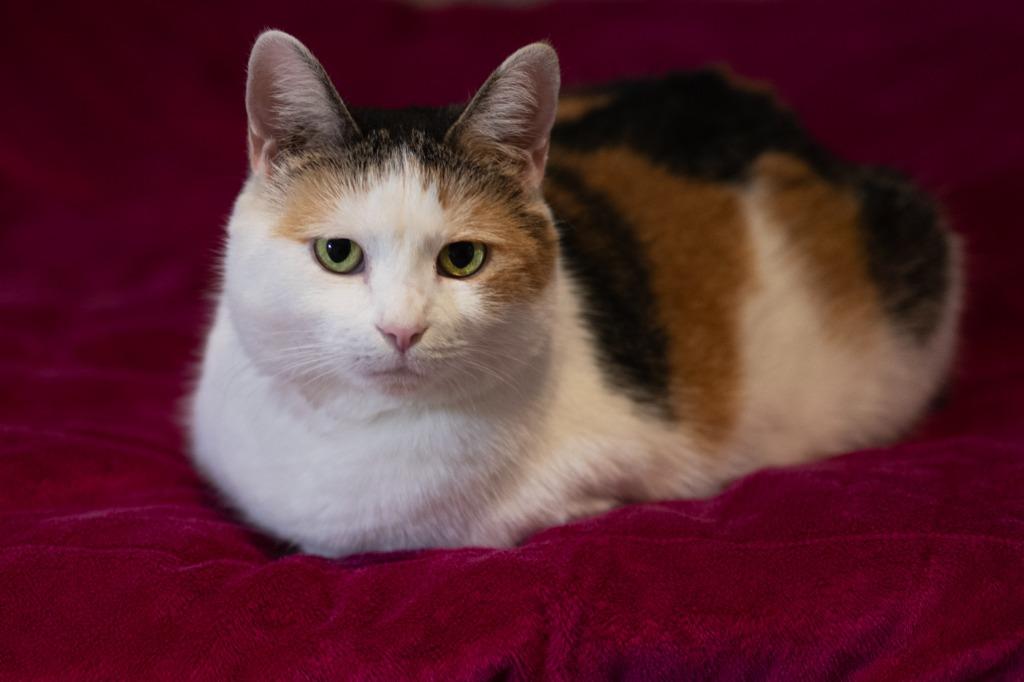 Enlarge Mochi 2, a Adoptable mixed breed in Pittsboro, NC image 3/3