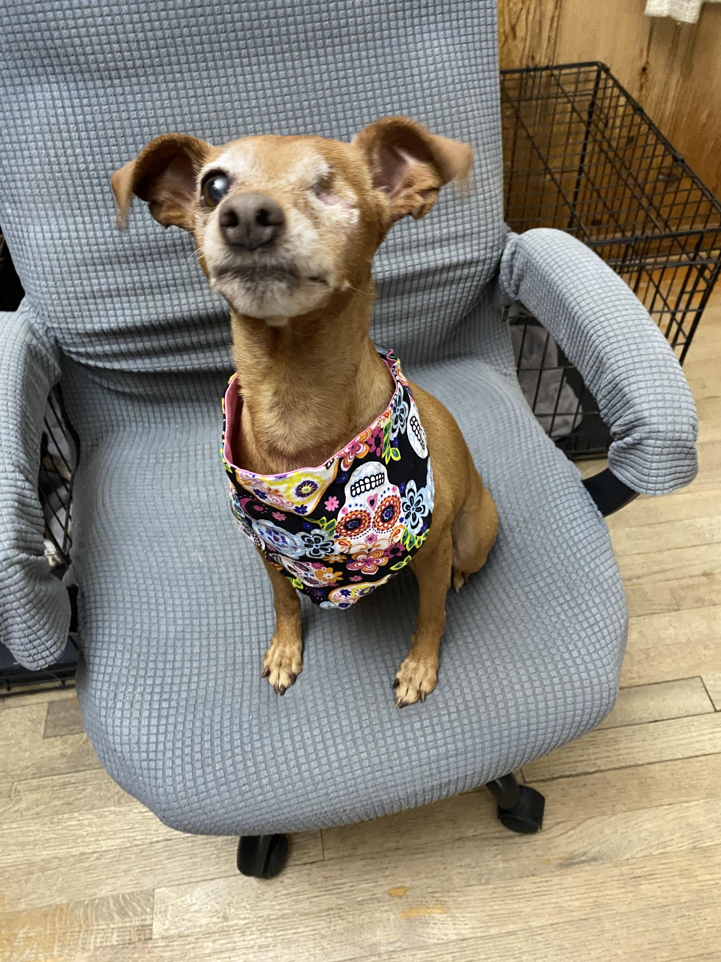 Avery, a Adoptable mixed breed in Houston, TX image 2/2