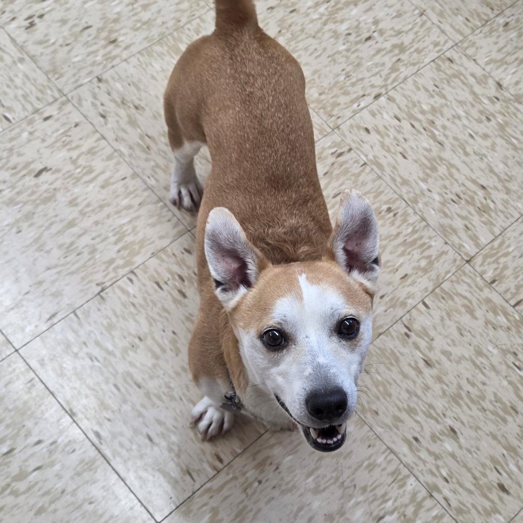 Toby, Adoptable, Adult Male Mixed Breed & Mixed Breed.