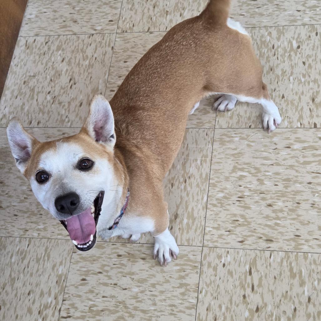 Enlarge Toby, a Adoptable mixed breed in Breese, IL image 2/3