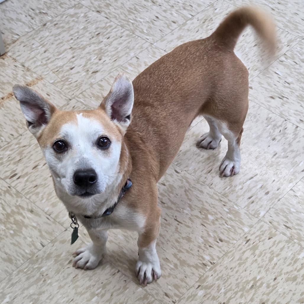 Enlarge Toby, a Adoptable mixed breed in Breese, IL image 3/3