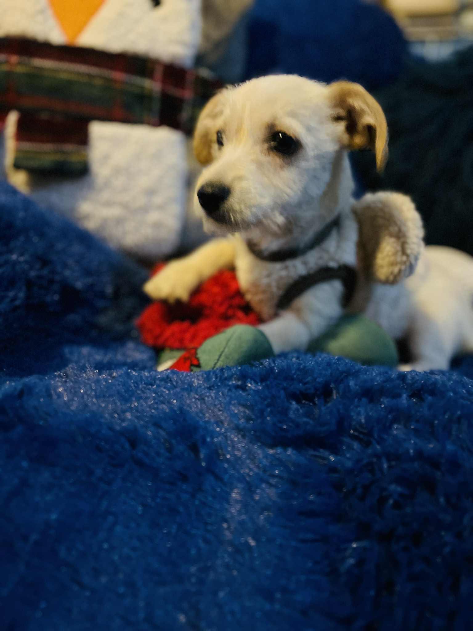 Lalo, Adoptable, Young Male Terrier & Maltese.