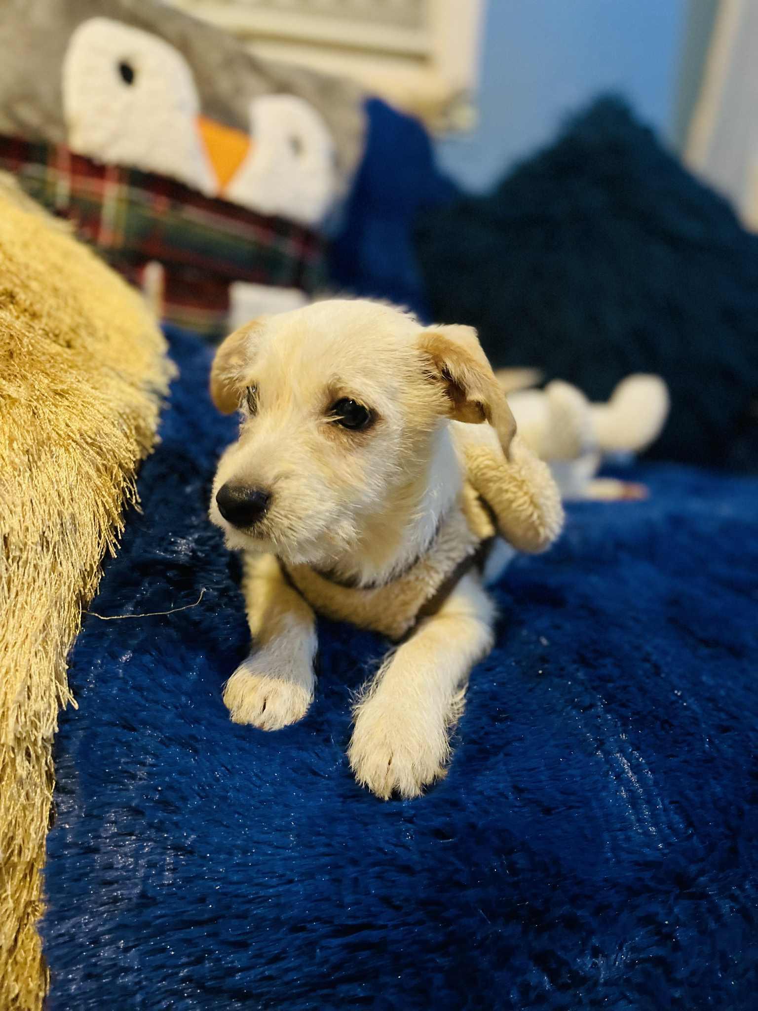 Lalo, a Adoptable mixed breed in San Diego , CA image 2/4