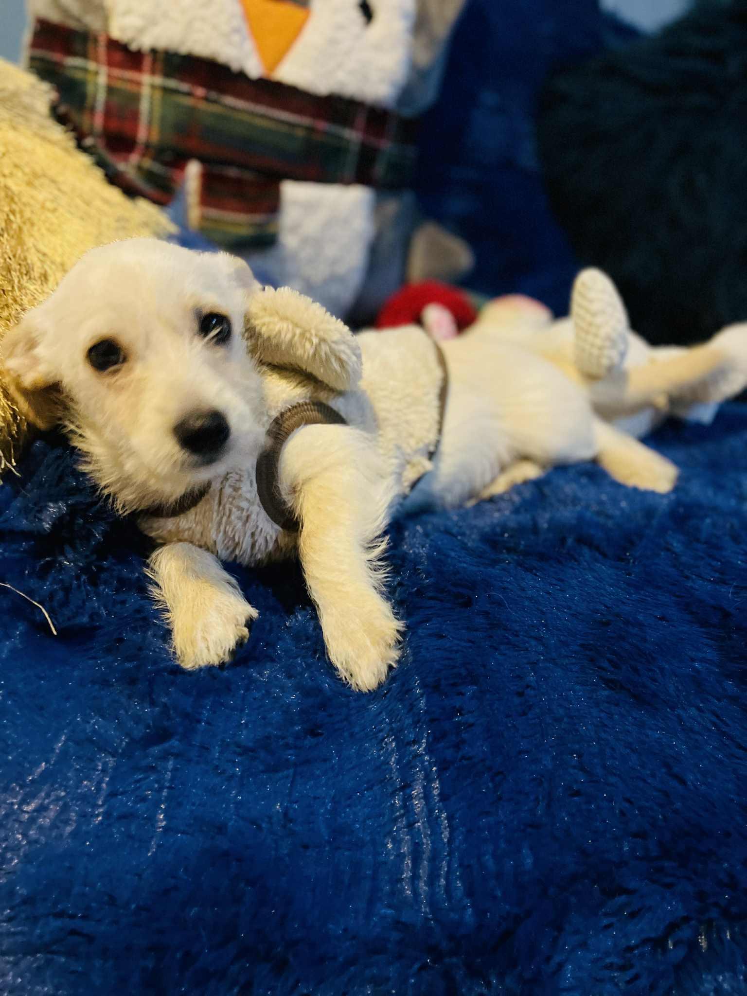 Lalo, a Adoptable mixed breed in San Diego , CA image 4/4