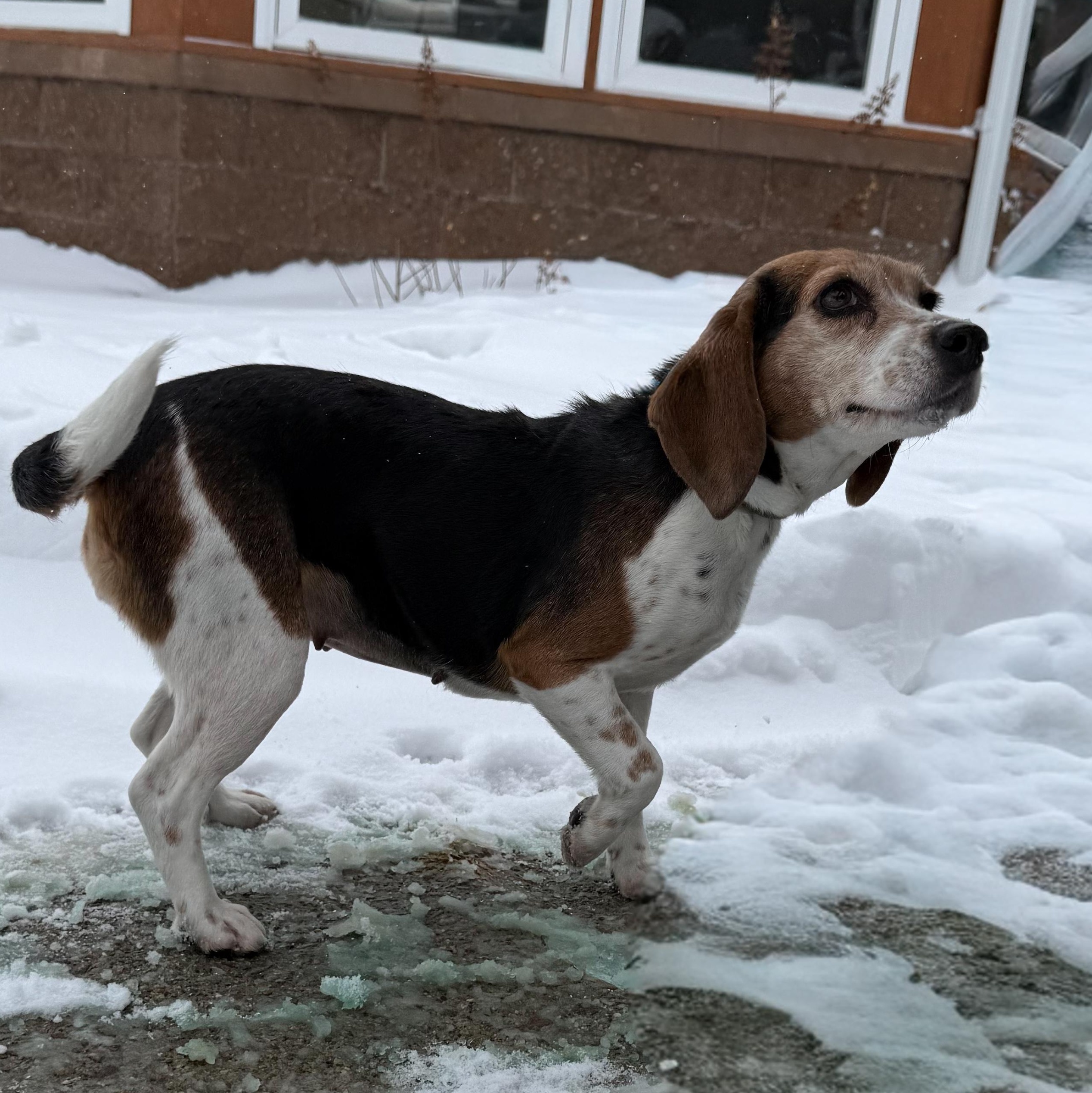 Enlarge Hope, an adopted mixed breed in Latrobe, PA image 5/6