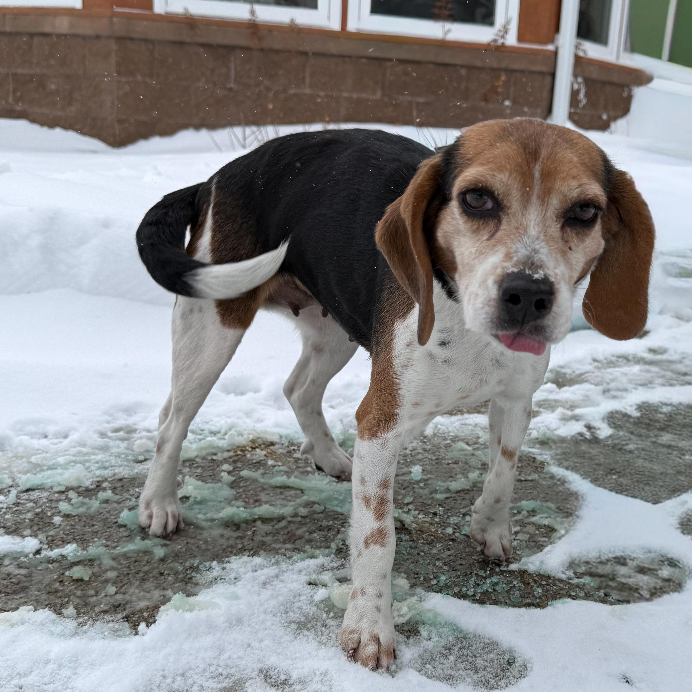 Enlarge Hope, an adopted mixed breed in Latrobe, PA image 1/6