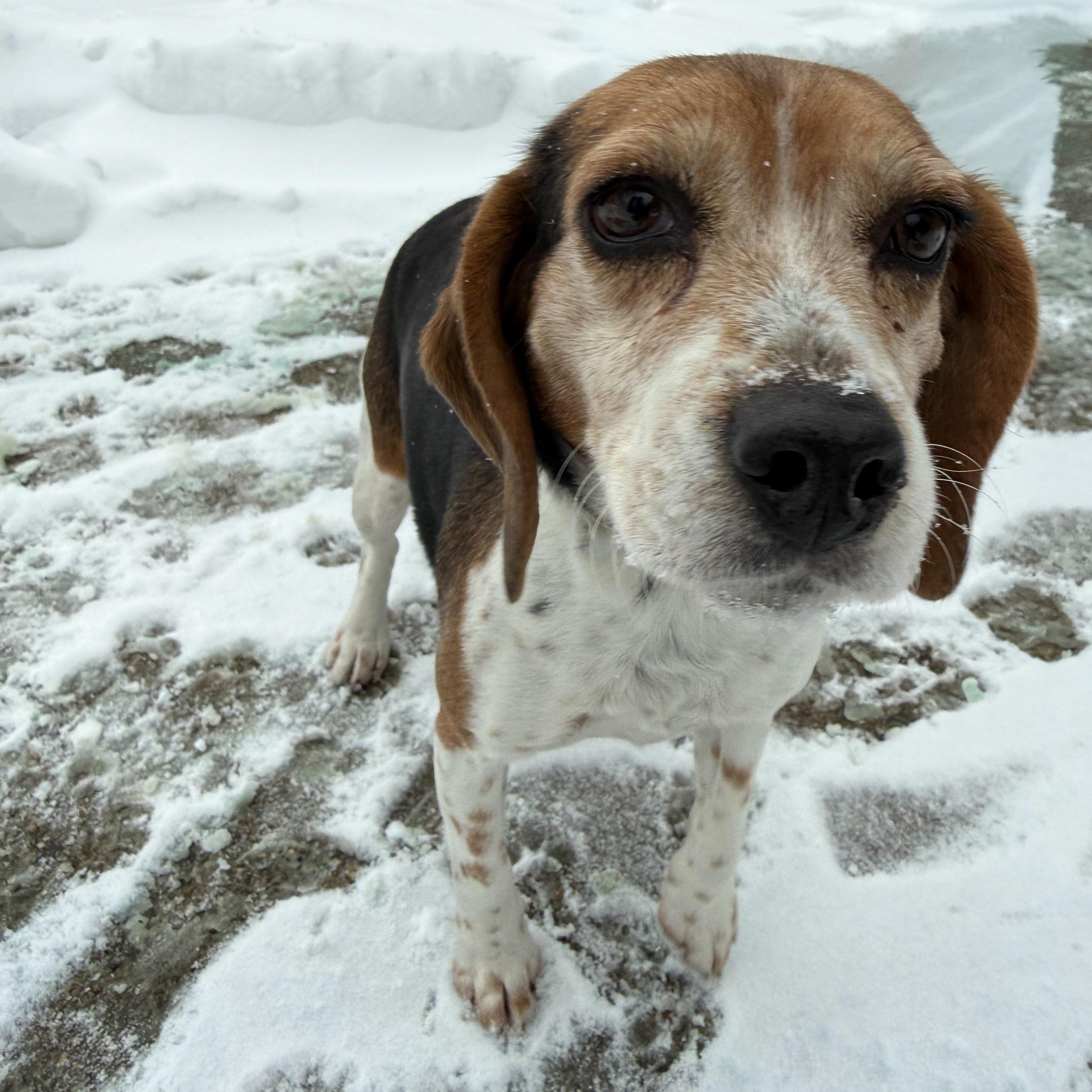 Enlarge Hope, an adopted mixed breed in Latrobe, PA image 2/6