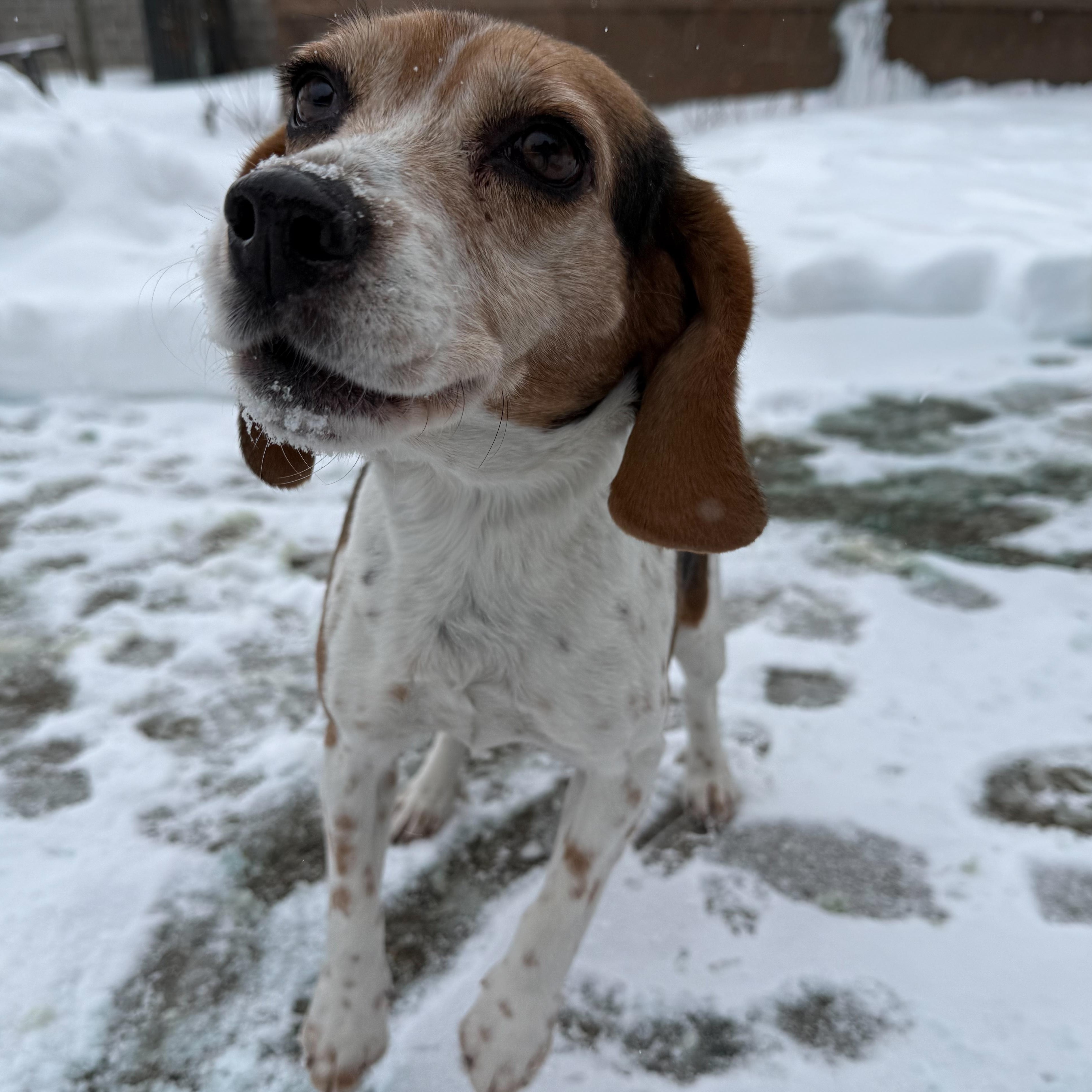 Enlarge Hope, an adopted mixed breed in Latrobe, PA image 3/6