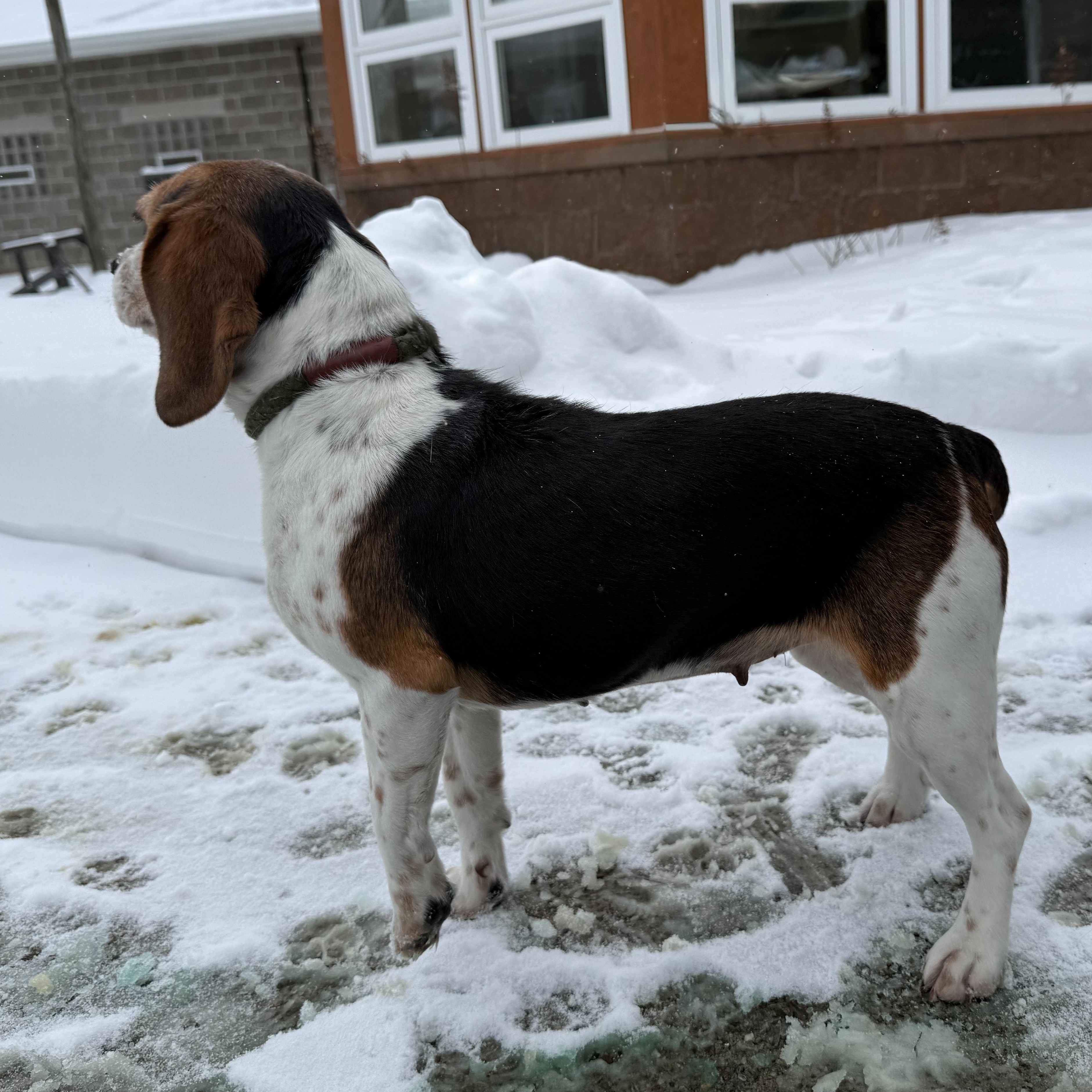 Enlarge Hope, an adopted mixed breed in Latrobe, PA image 6/6