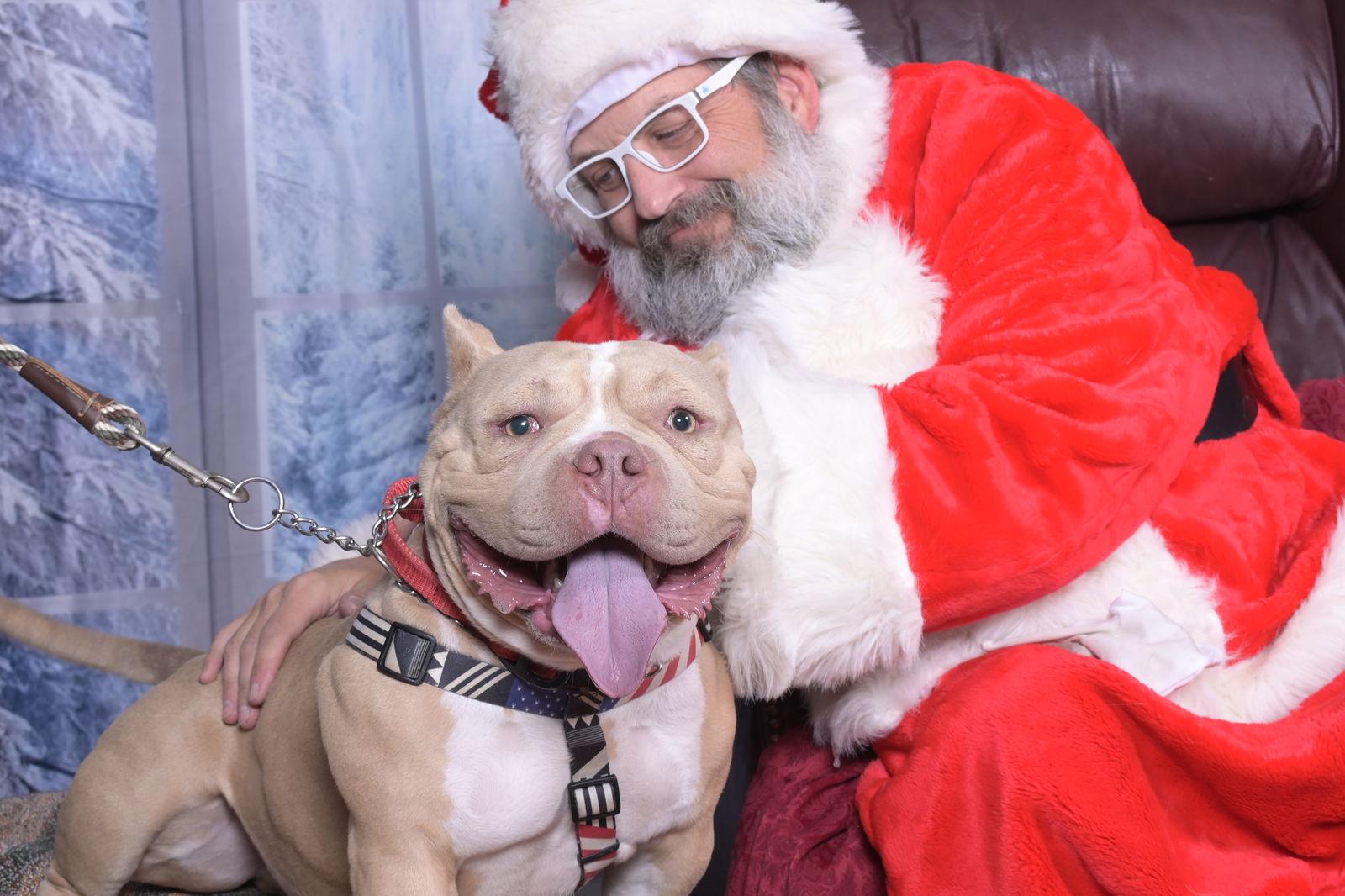 Enlarge Deebo, a Adoptable mixed breed in Evergreen, CO image 1/3