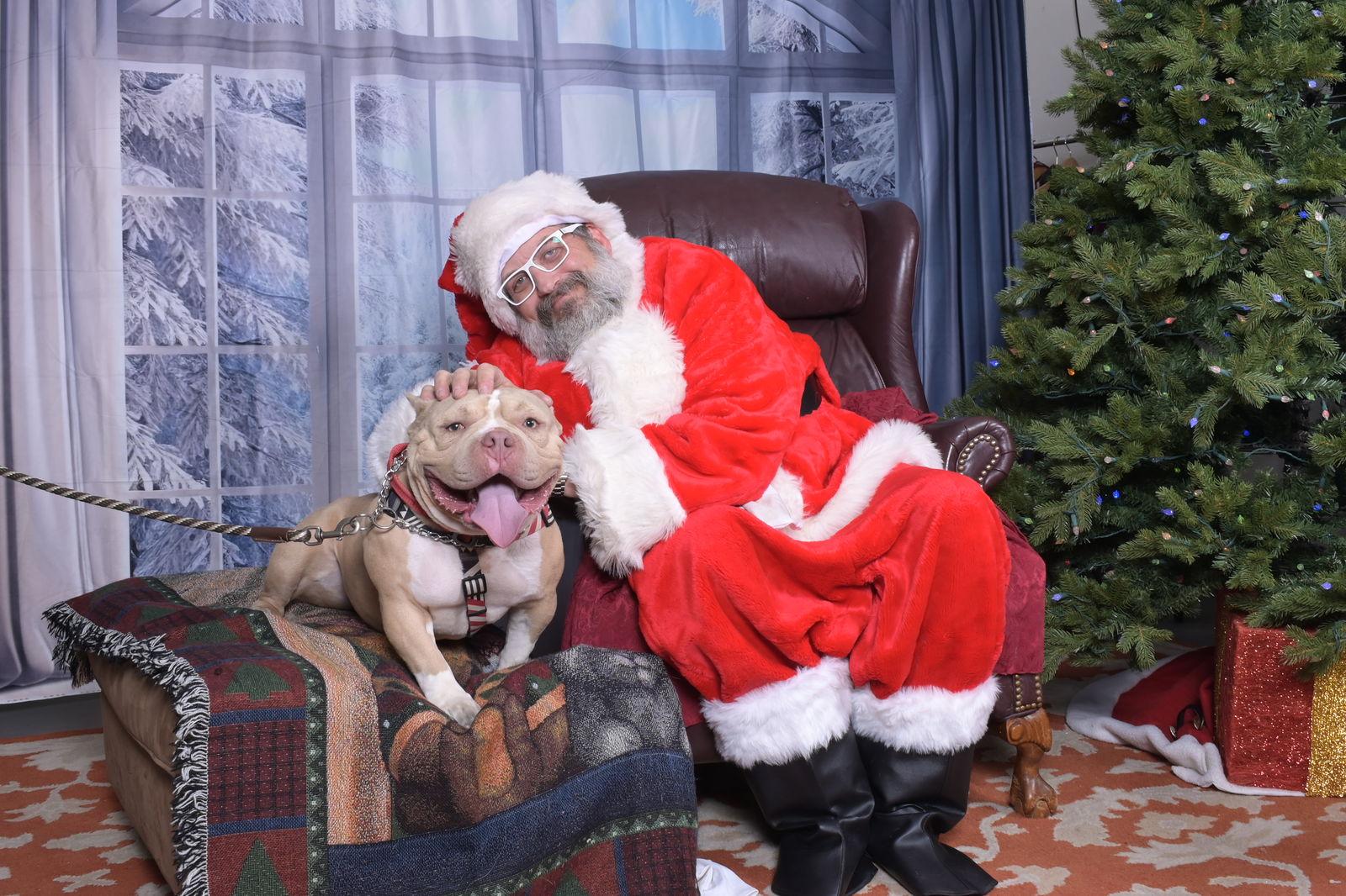 Enlarge Deebo, a Adoptable mixed breed in Evergreen, CO image 2/3