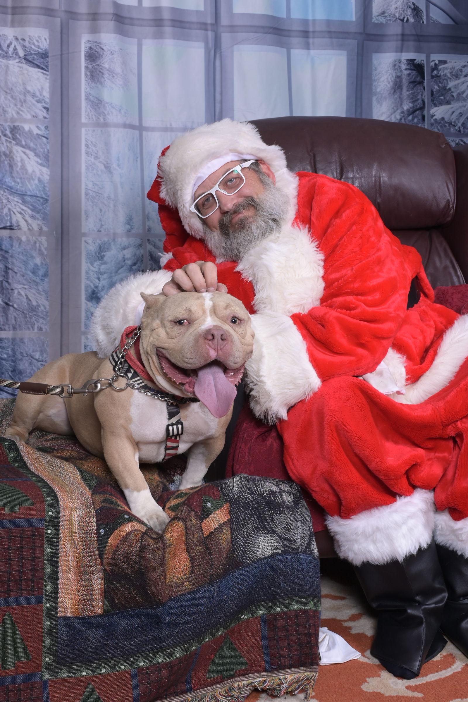 Enlarge Deebo, a Adoptable mixed breed in Evergreen, CO image 3/3