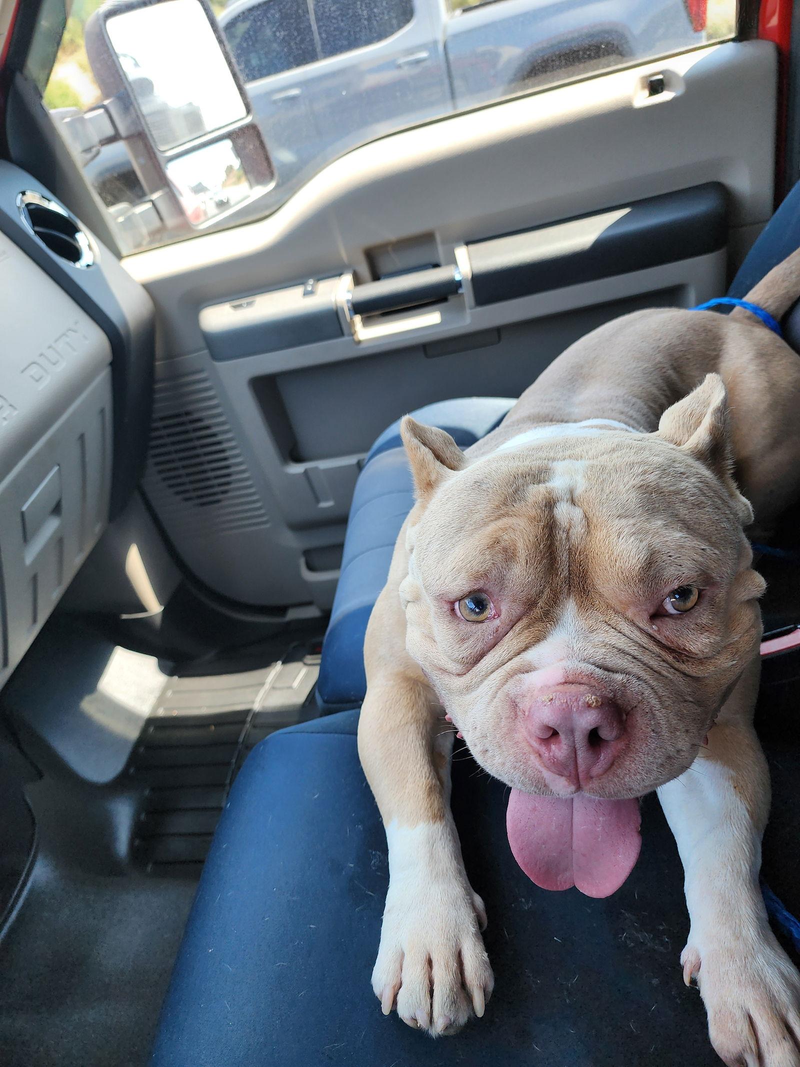 Enlarge Deebo, a Adoptable mixed breed in Evergreen, CO image 1/3