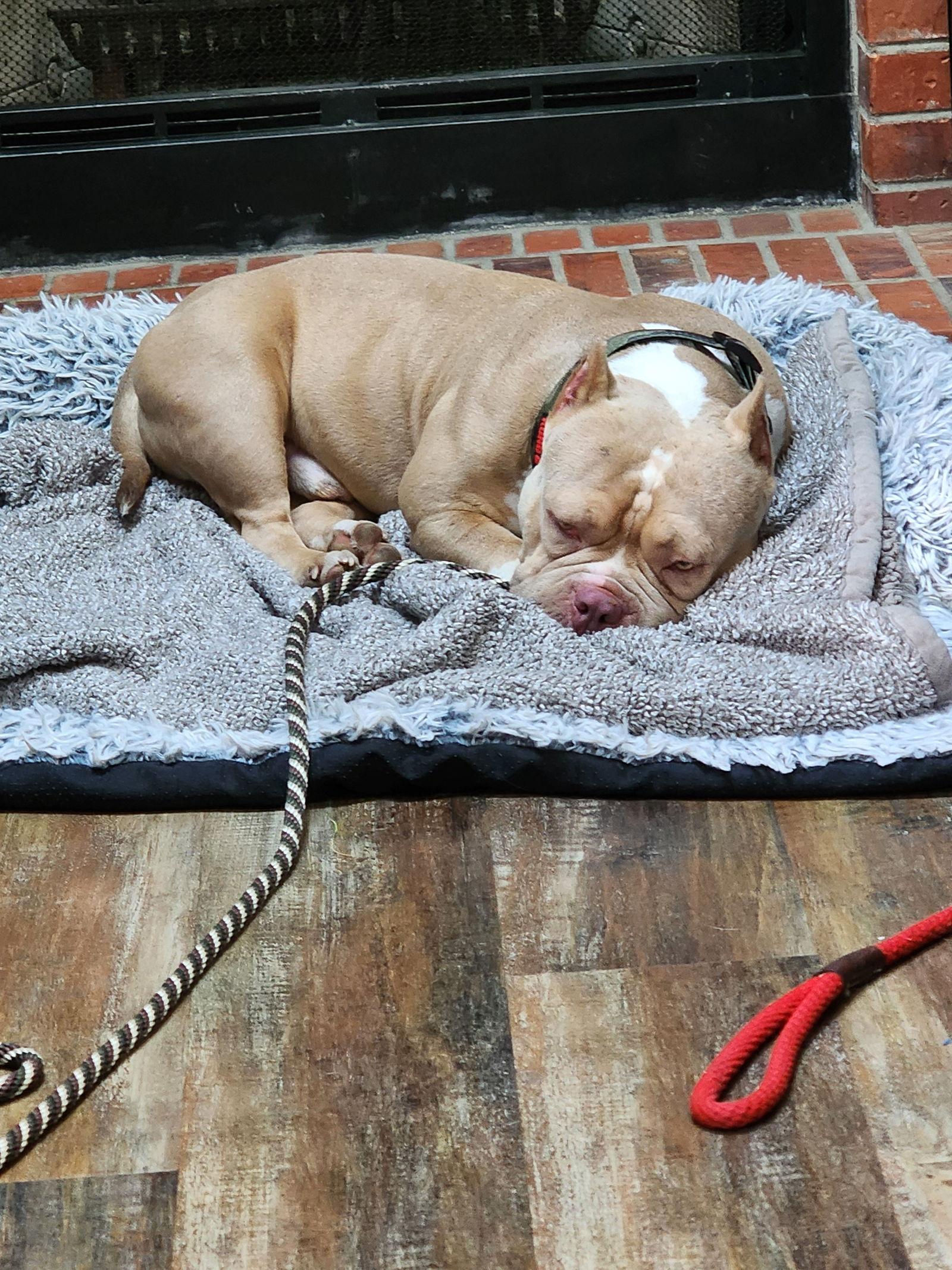 Enlarge Deebo, a Adoptable mixed breed in Evergreen, CO image 3/3