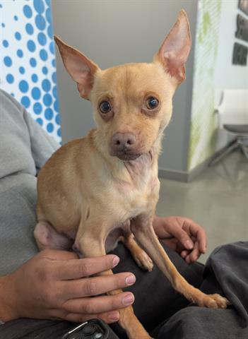 NEO, Adoptable, Adult Male Chihuahua.