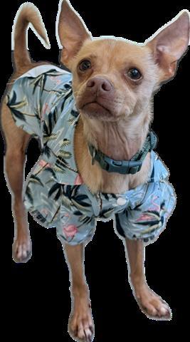 Enlarge NEO, a Adoptable Chihuahua in San Martin, CA image 1/1
