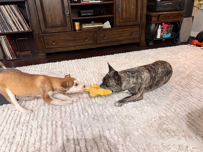 Millie — thumbnail 2