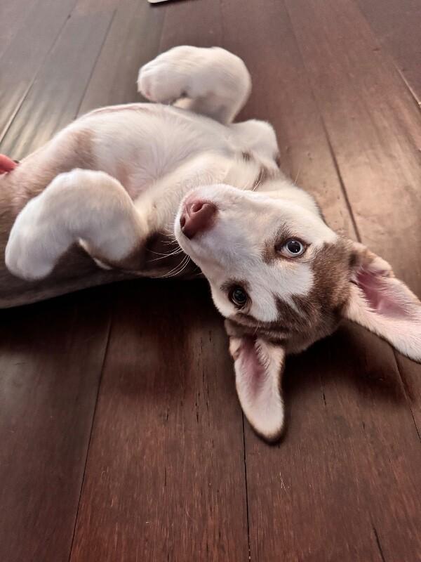 Millie — thumbnail 3