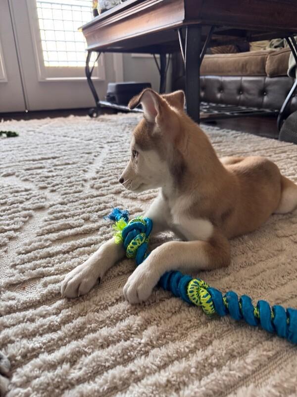 Millie — thumbnail 4