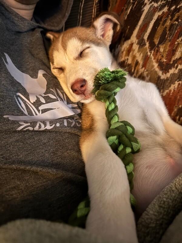 Millie — thumbnail 5