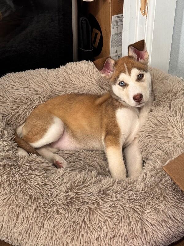 Millie — thumbnail 6