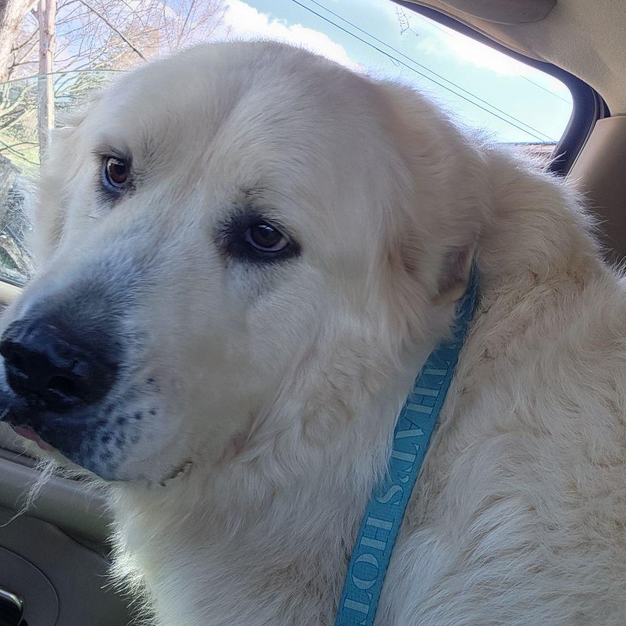 Ranger, Adoptable, Adult Male Great Pyrenees.