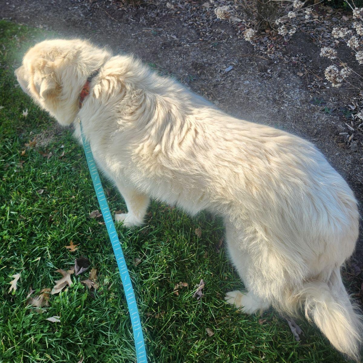 Enlarge Ranger, a Adoptable Great Pyrenees in Maryville, TN image 2/2