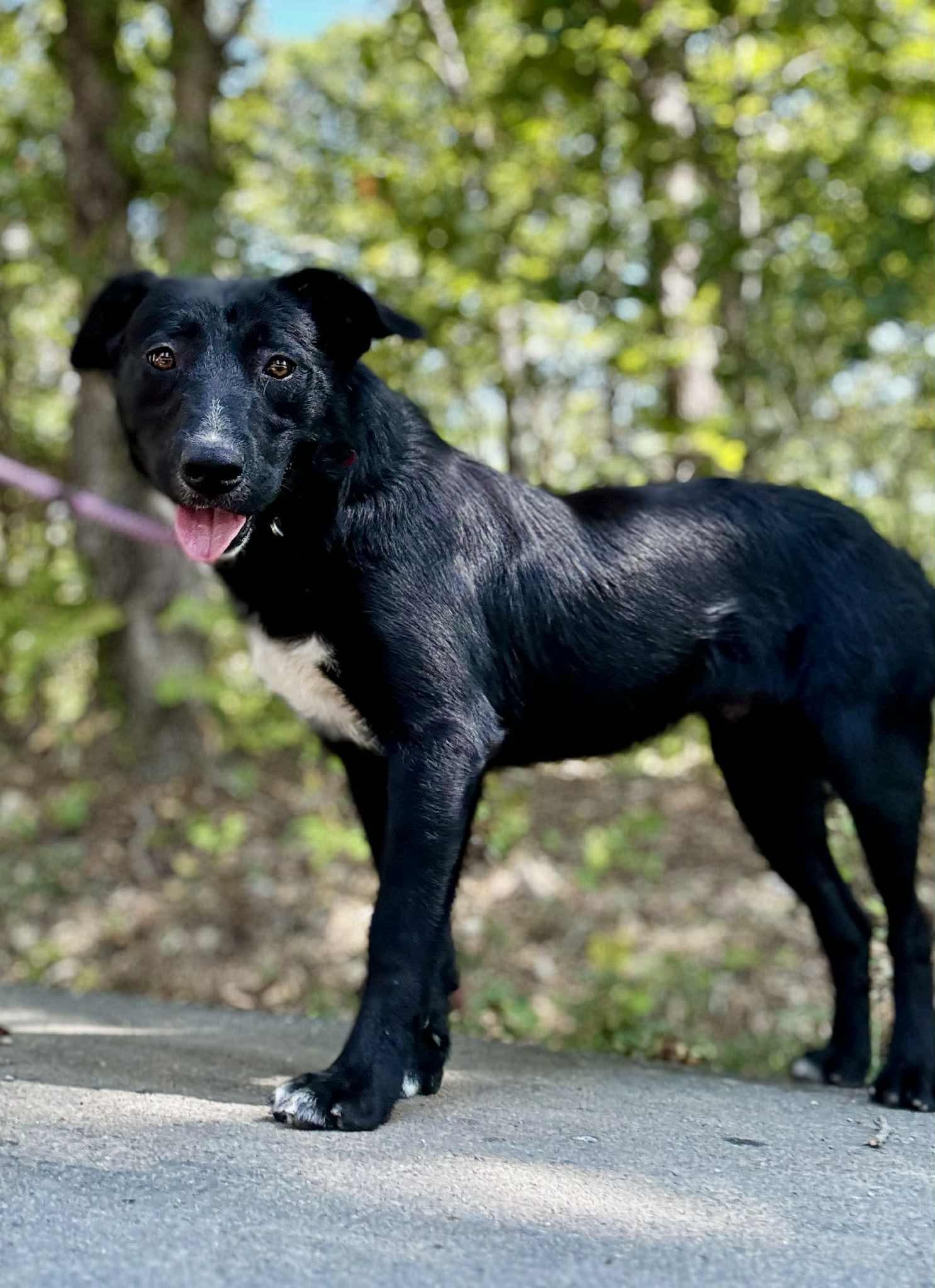 Enlarge FRANK, a Adoptable mixed breed in Waverly, TN image 2/4