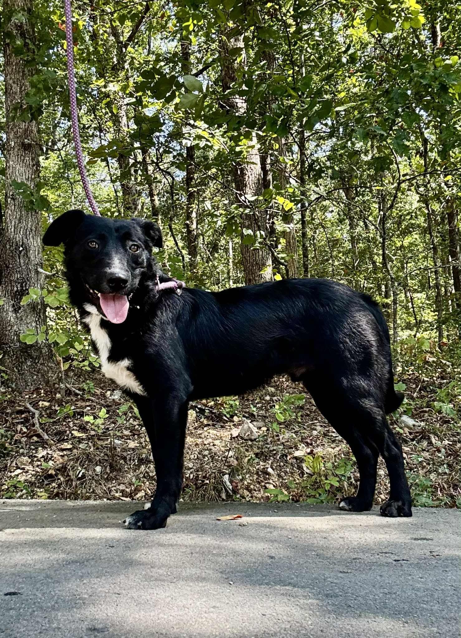 Enlarge FRANK, a Adoptable mixed breed in Waverly, TN image 3/4