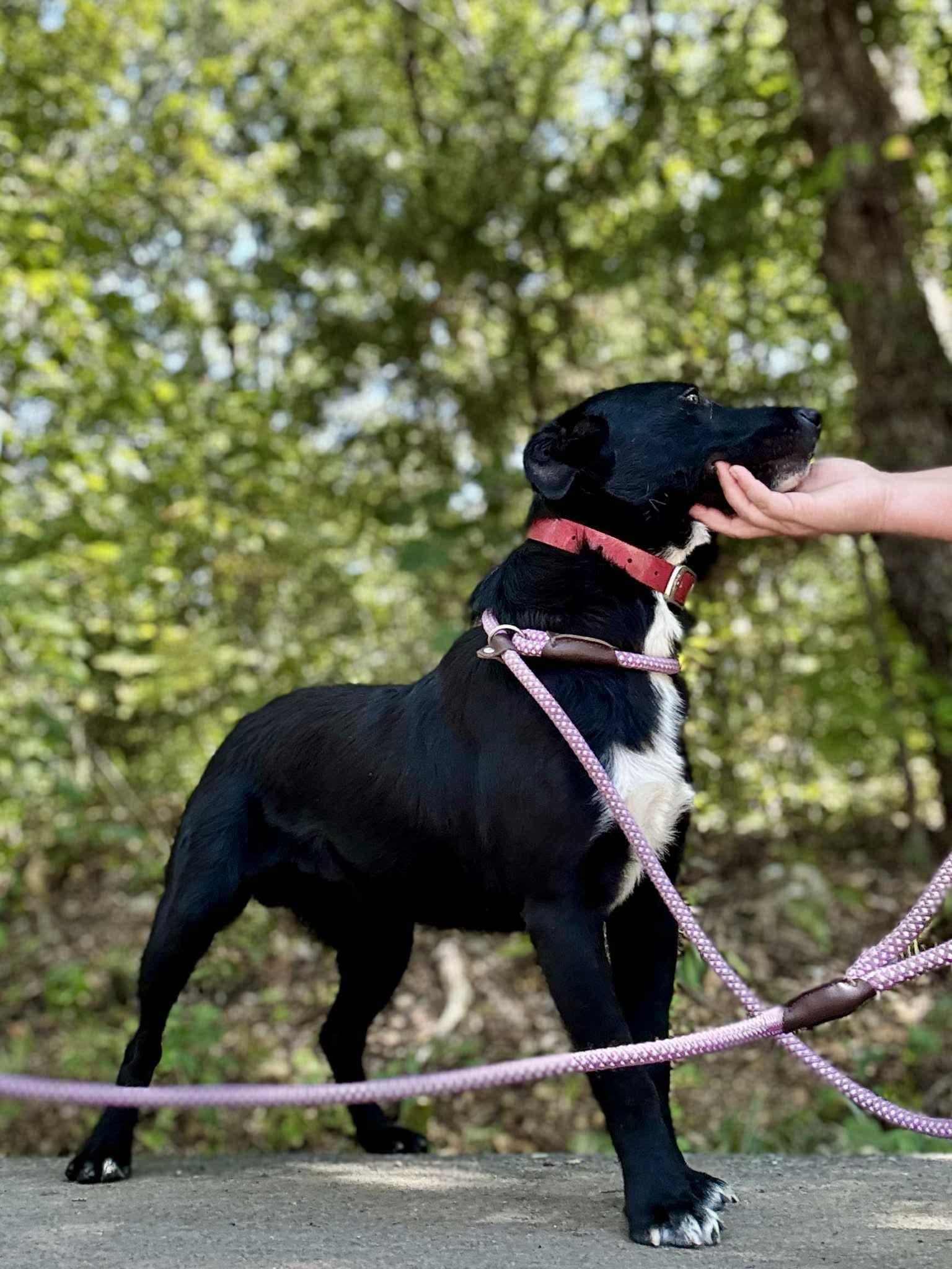 Enlarge FRANK, a Adoptable mixed breed in Waverly, TN image 4/4