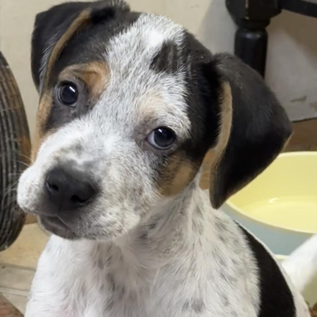 NY Snickers Avail Dec 13 (Tractor Supply Patterson), a Adoptable mixed breed in Stormville, NY image 1/5