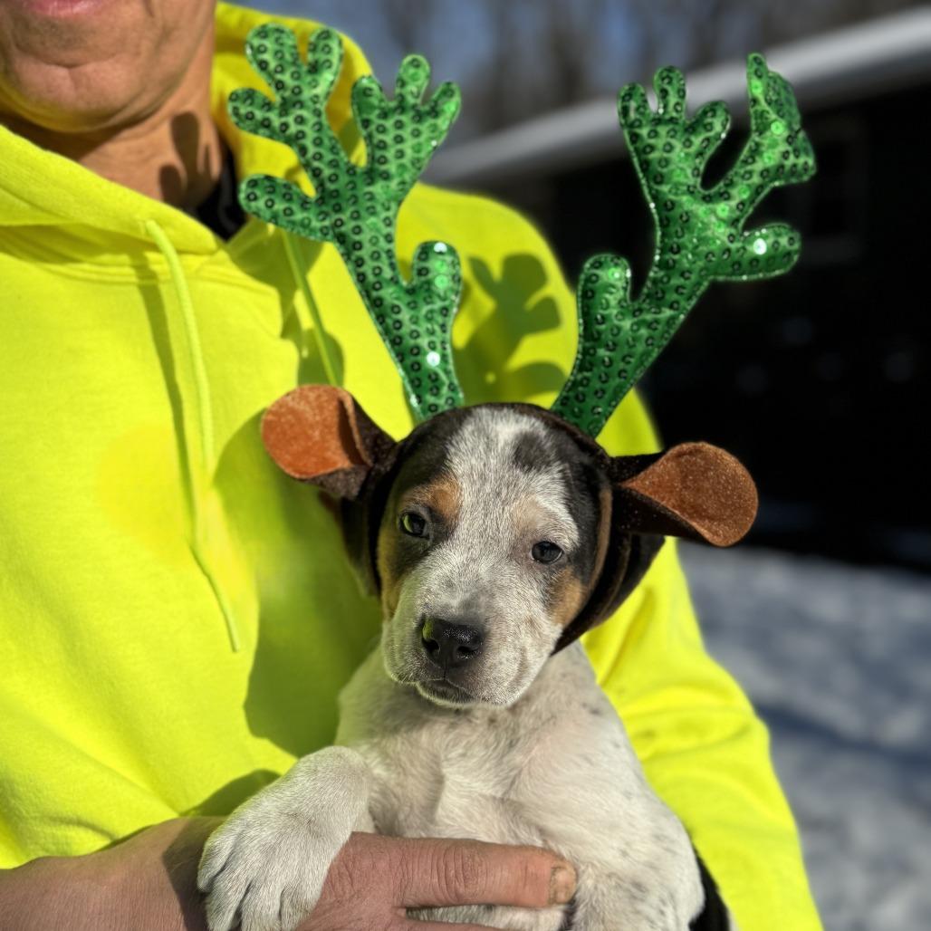NY Snickers Avail Dec 13 (Tractor Supply Patterson), Adoptable, Puppy Male Bluetick Coonhound & Labrador Retriever.