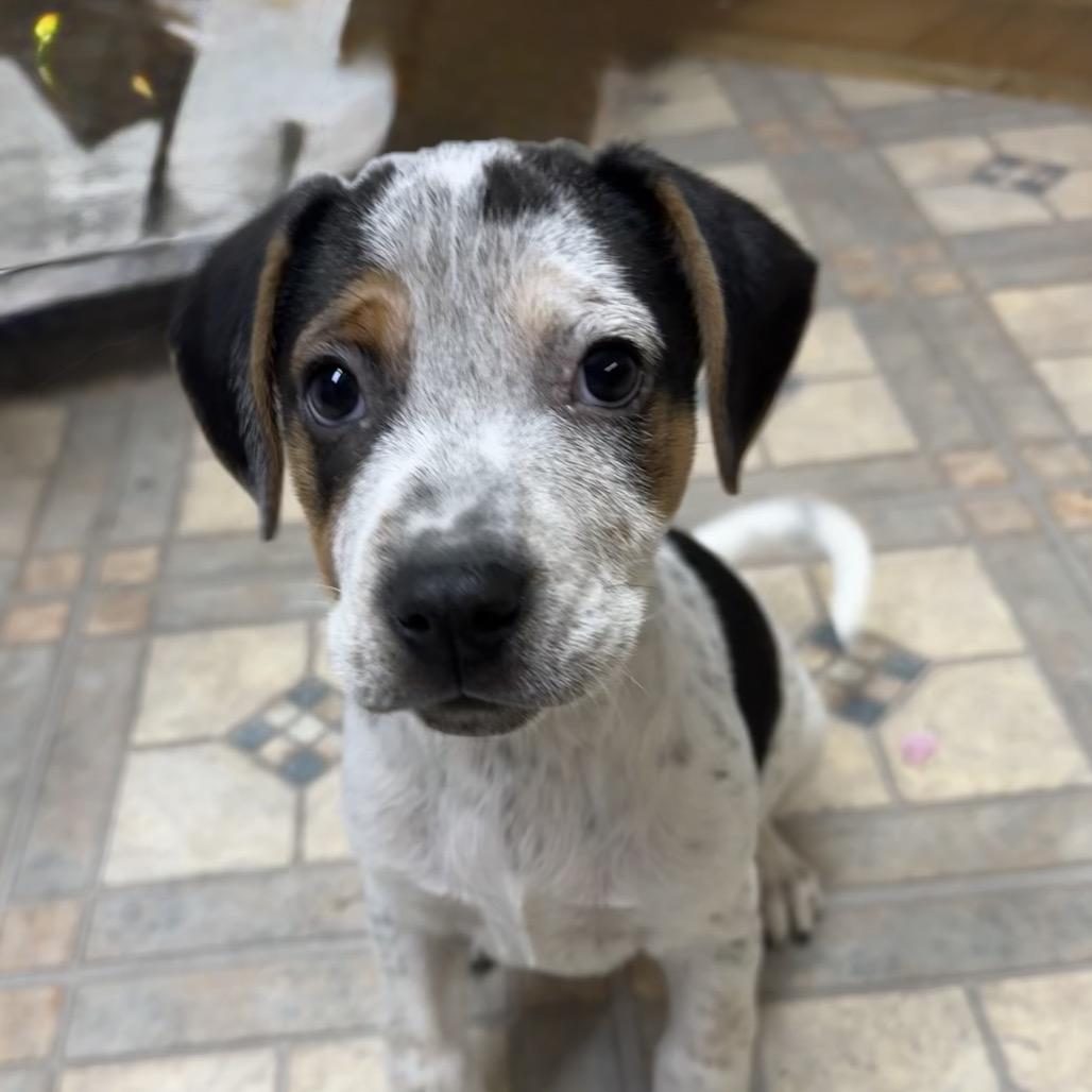 NY Snickers Avail Dec 13 (Tractor Supply Patterson), a Adoptable mixed breed in Stormville, NY image 2/5