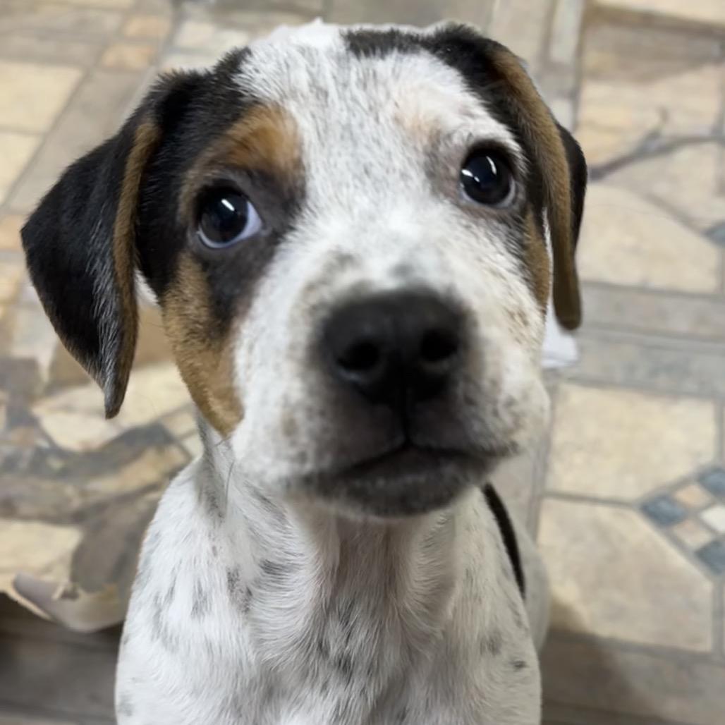 NY Snickers Avail Dec 13 (Tractor Supply Patterson), a Adoptable mixed breed in Stormville, NY image 3/5