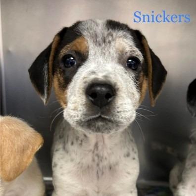 NY Snickers Avail Dec 13 (Tractor Supply Patterson), a Adoptable mixed breed in Stormville, NY image 5/5