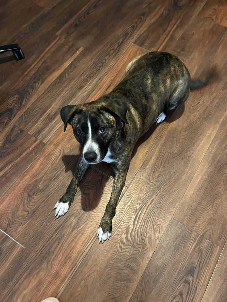 Charlie, Adoptable, Adult Female Mixed Breed.