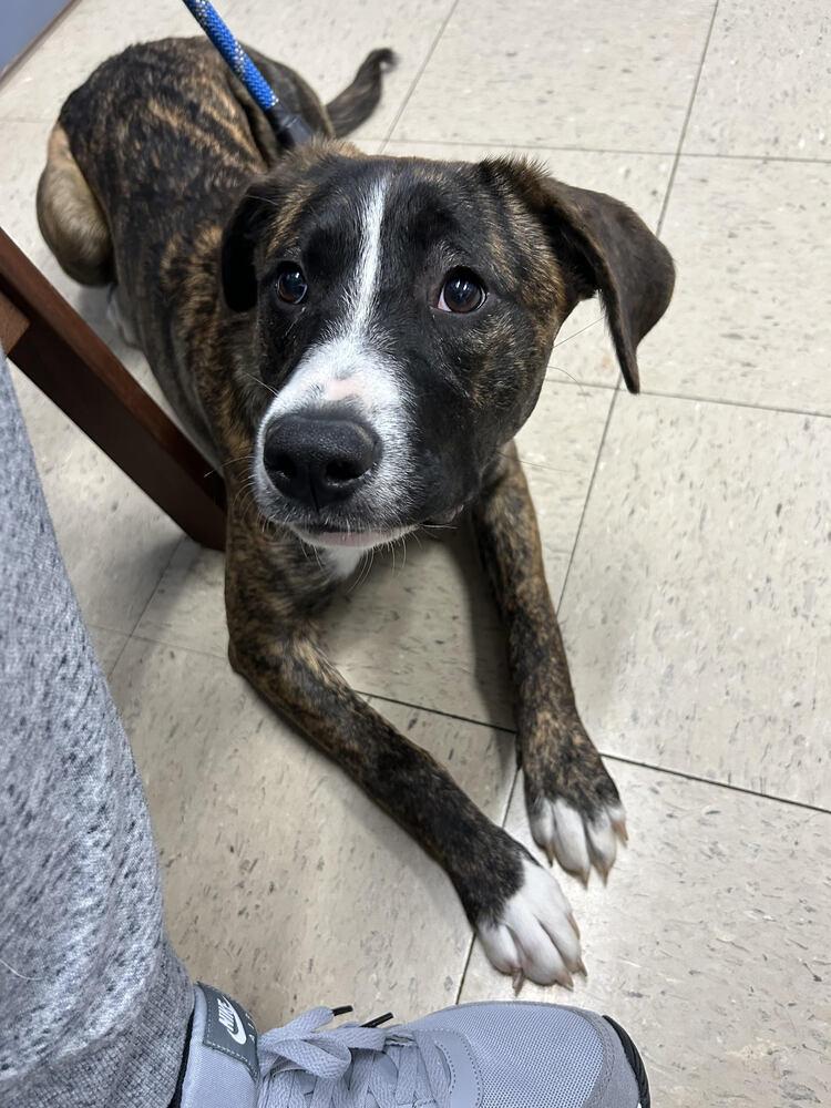 Enlarge Charlie, a Adoptable Mixed Breed in Chattanooga, TN image 2/3