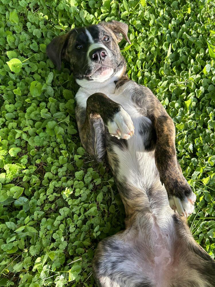 Enlarge Charlie, a Adoptable Mixed Breed in Chattanooga, TN image 3/3