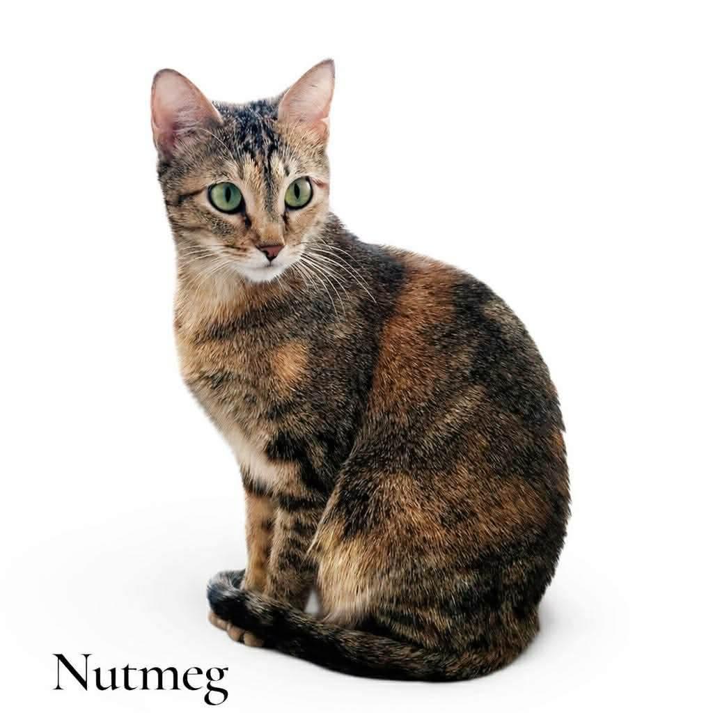 Nutmeg, ADOPTABLE, Adult Female Domestic Short Hair.