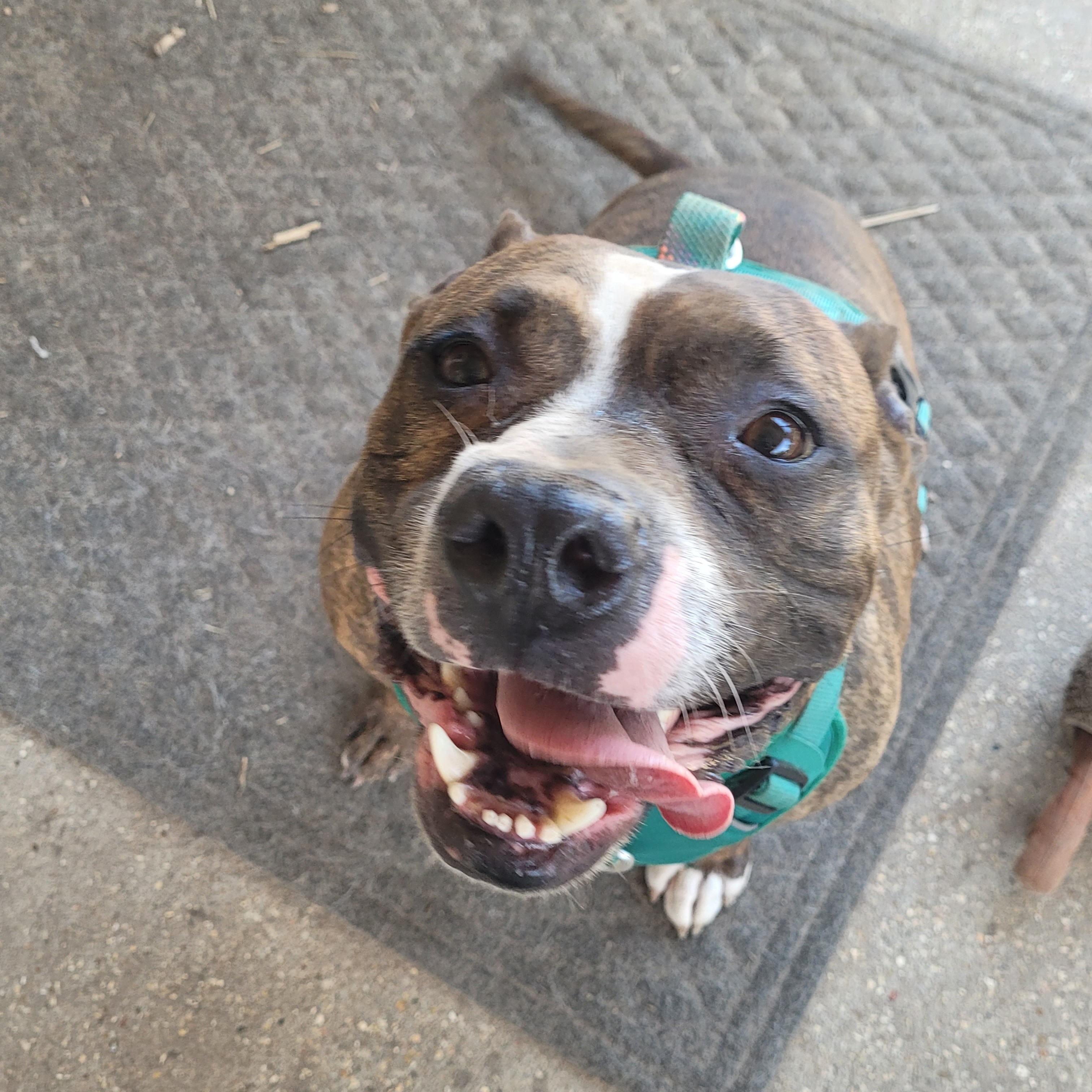 Roscoe photo 3