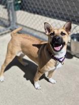 Navidad, a ADOPTABLE mixed breed in Woodstock, IL image 1/4